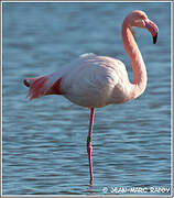 Flamant rose