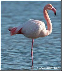 Flamant rose