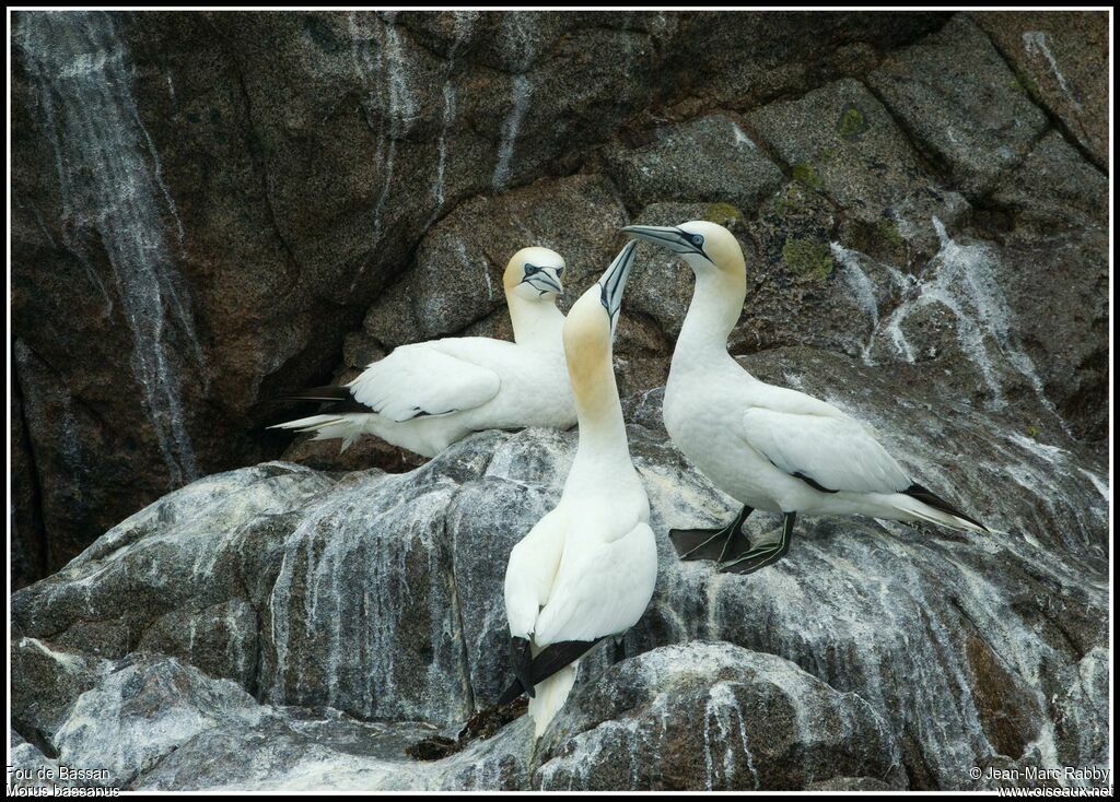 Fou de Bassan, identification