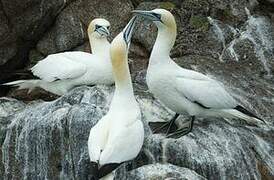 Northern Gannet