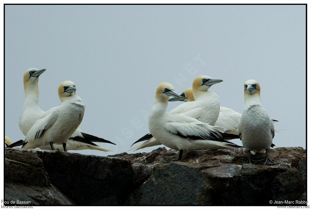 Northern Gannet, identification