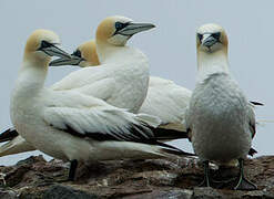 Northern Gannet