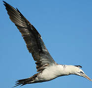 Northern Gannet