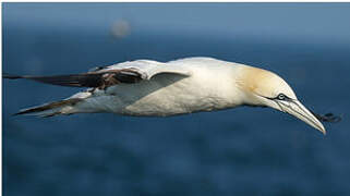 Northern Gannet