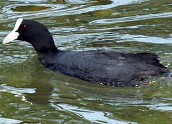 Eurasian Coot