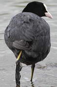 Eurasian Coot