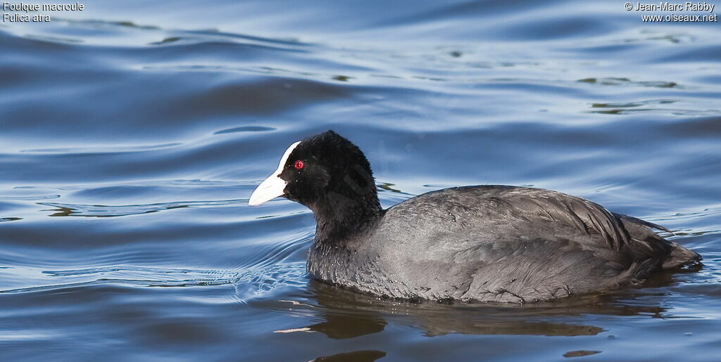 Foulque macroule, identification