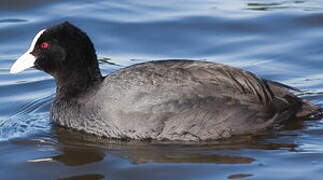 Eurasian Coot