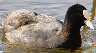 Eurasian Coot