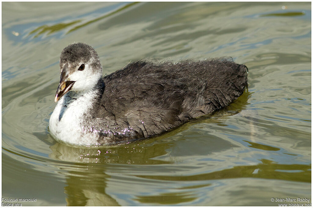 Eurasian Cootjuvenile, identification