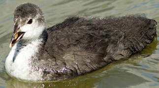 Eurasian Coot