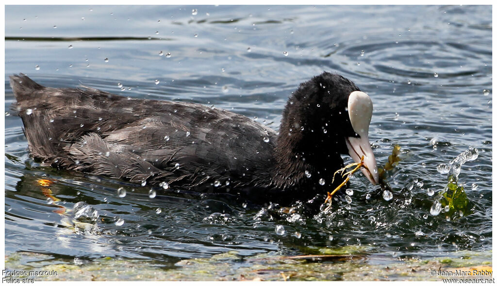 Eurasian Coot, identification