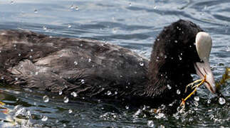 Eurasian Coot