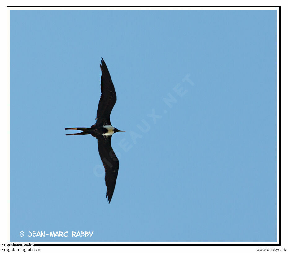 Magnificent Frigatebird, Flight