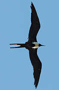 Magnificent Frigatebird