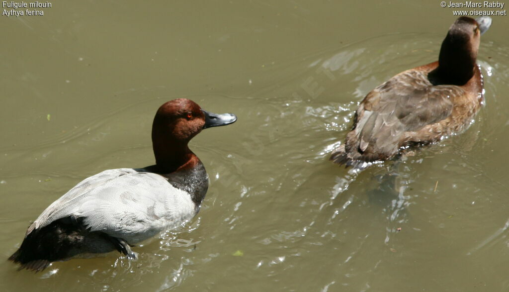 Common Pochard , identification