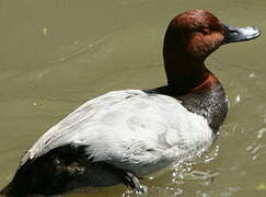 Common Pochard