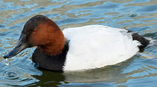 Common Pochard