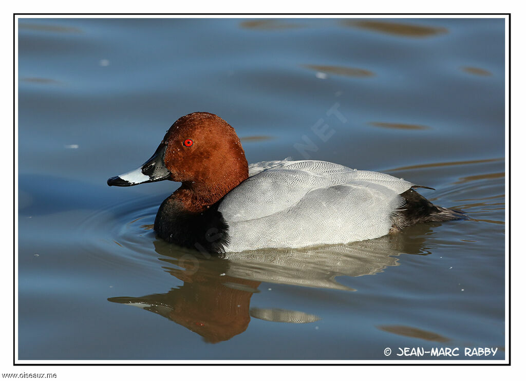 Common Pochard, identification