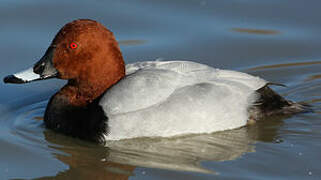 Common Pochard