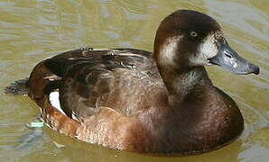 Greater Scaup