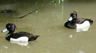 Tufted Duck