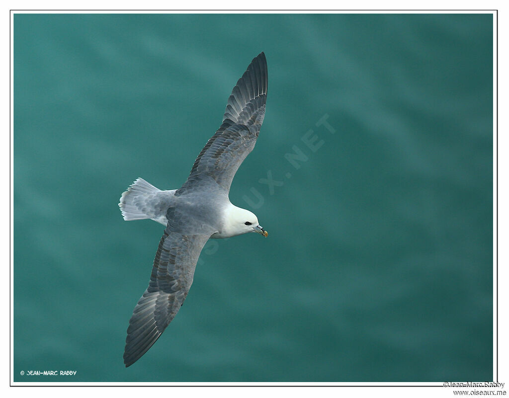 Northern Fulmar, Flight