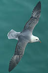 Fulmar boréal