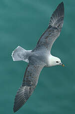 Fulmar boréal