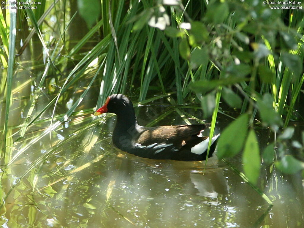 Gallinule poule-d'eau, identification