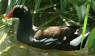 Gallinule poule-d'eau