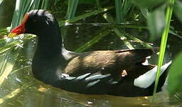 Gallinule poule-d'eau