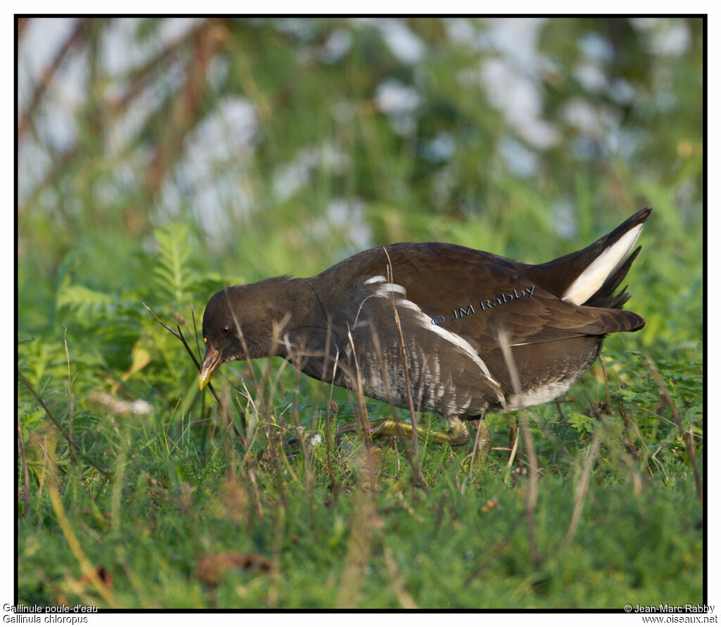 Gallinule poule-d'eaujuvénile, identification