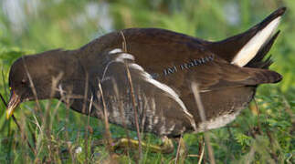 Gallinule poule-d'eau