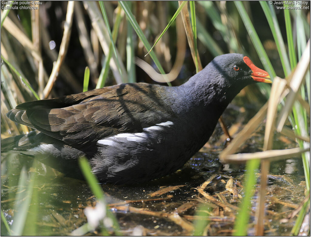 Gallinule poule-d'eau, identification