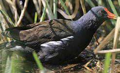 Gallinule poule-d'eau