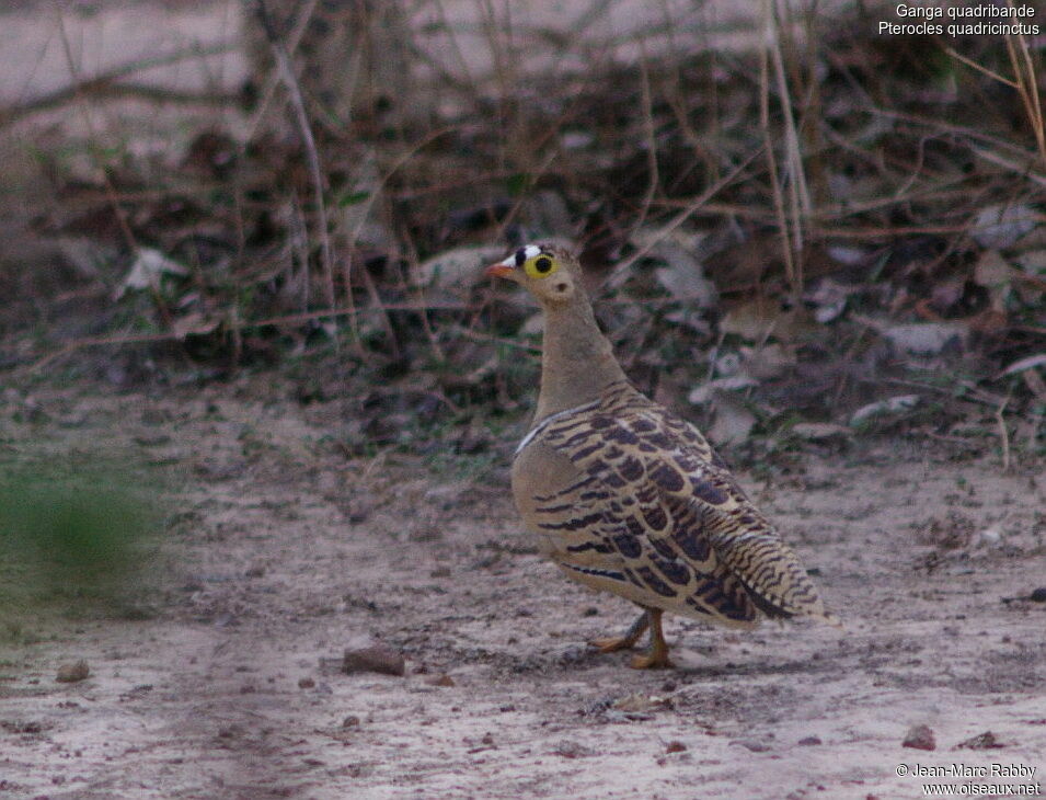 Four-banded Sandgrouse