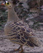 Four-banded Sandgrouse