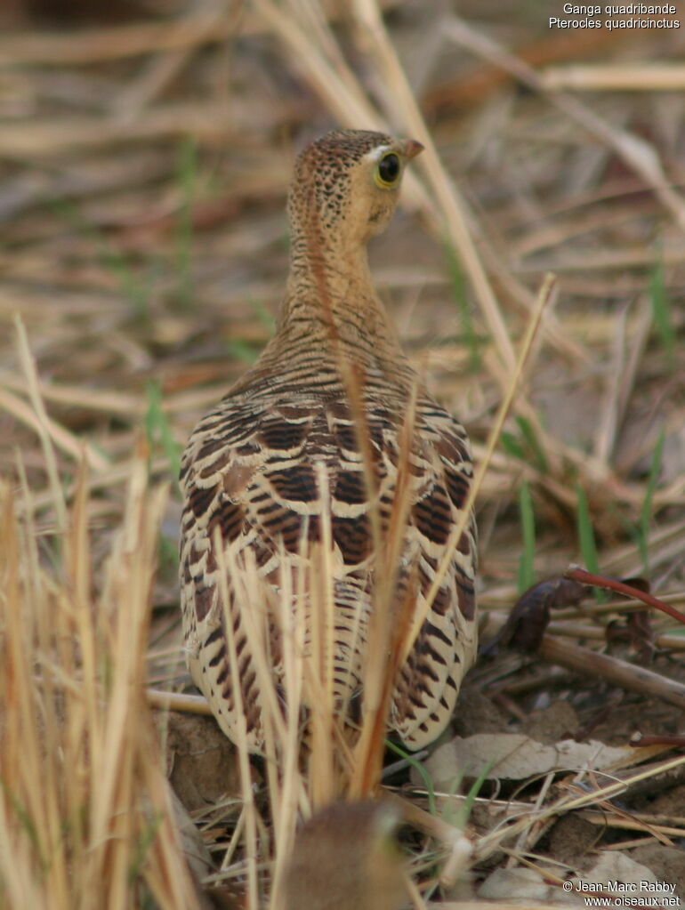 Four-banded Sandgrouse