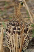 Four-banded Sandgrouse