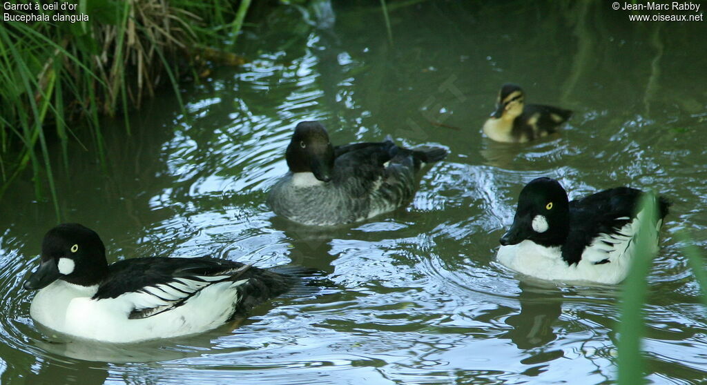 Common Goldeneye , identification