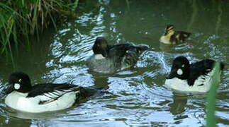 Common Goldeneye