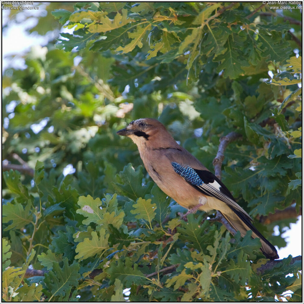 Eurasian Jay, identification