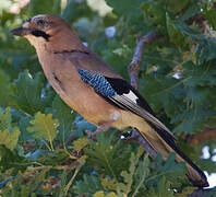 Eurasian Jay