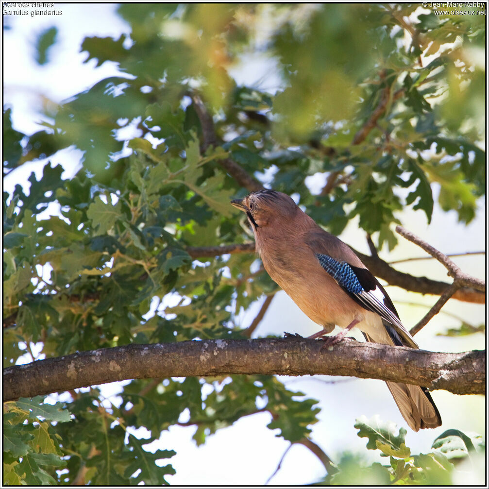 Eurasian Jay, identification