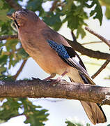 Eurasian Jay