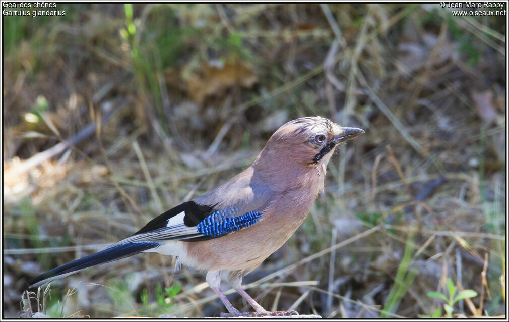 Eurasian Jay, identification