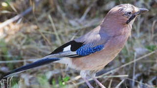 Eurasian Jay