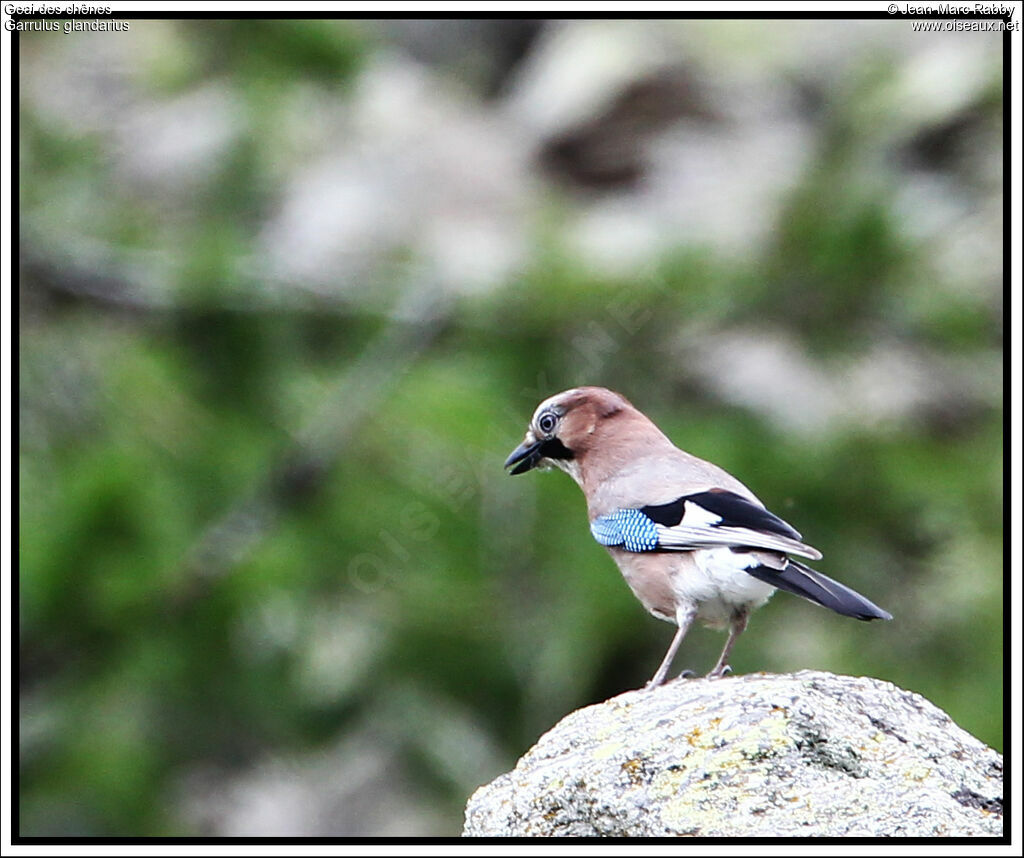 Geai des chênesimmature, identification