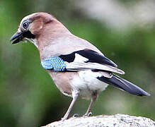 Eurasian Jay